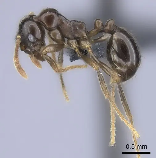 Kartidris sparsipila - CASENT0235130