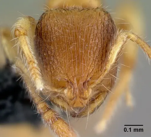 Kempfidris inusualis specimen