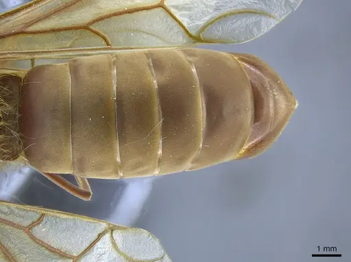 Labidus auropubens specimen