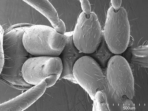 Labidus coecus specimen