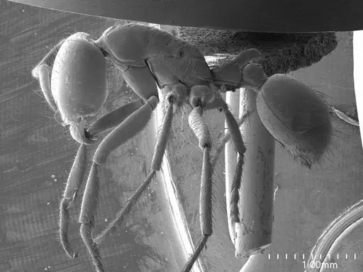 Labidus coecus specimen