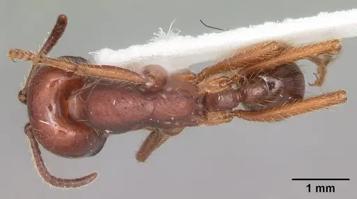 Labidus coecus - CASENT0104069