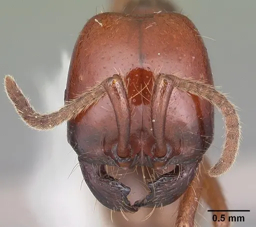 Labidus coecus - CASENT0104069