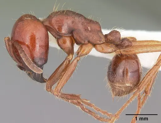 Labidus coecus - CASENT0104069