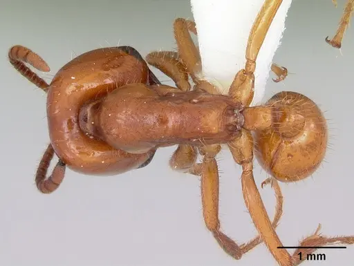 Labidus coecus - CASENT0104772