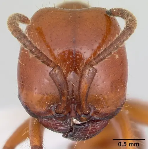 Labidus coecus - CASENT0104772