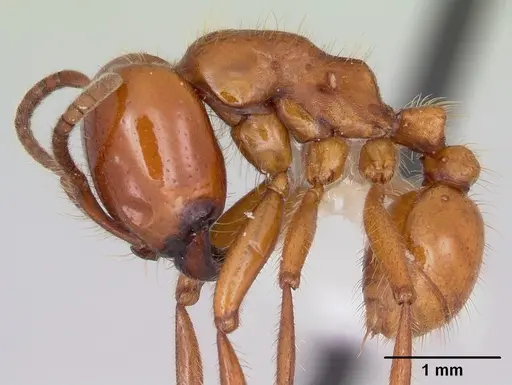 Labidus coecus - CASENT0104772