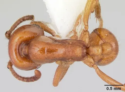 Labidus coecus - CASENT0104978