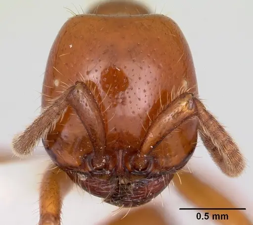 Labidus coecus - CASENT0104978