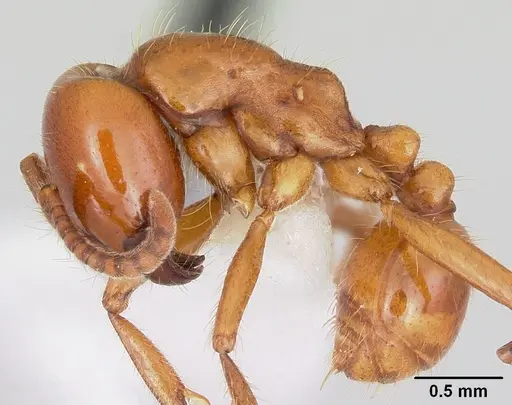 Labidus coecus - CASENT0104978