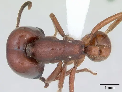 Labidus coecus - CASENT0173511