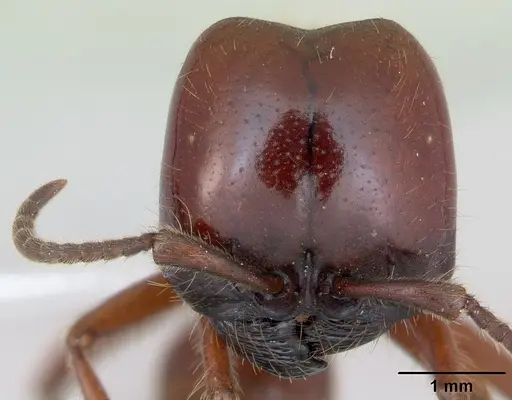 Labidus coecus - CASENT0173511