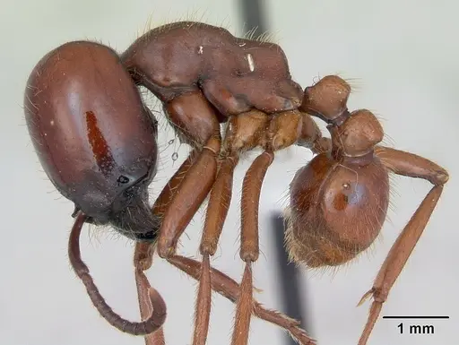 Labidus coecus - CASENT0173511