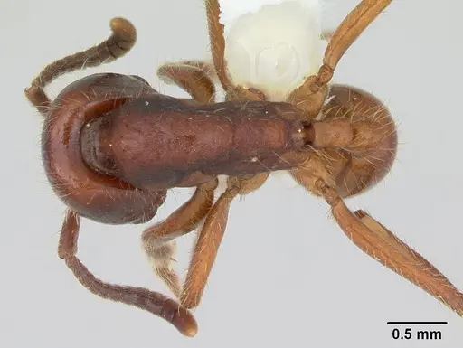 Labidus coecus - CASENT0173512