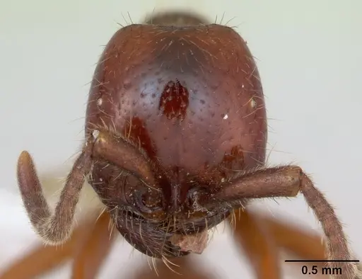 Labidus coecus - CASENT0173512