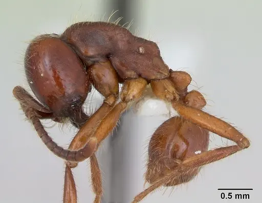 Labidus coecus - CASENT0173512