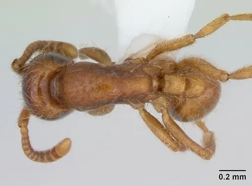 Labidus coecus - CASENT0173595