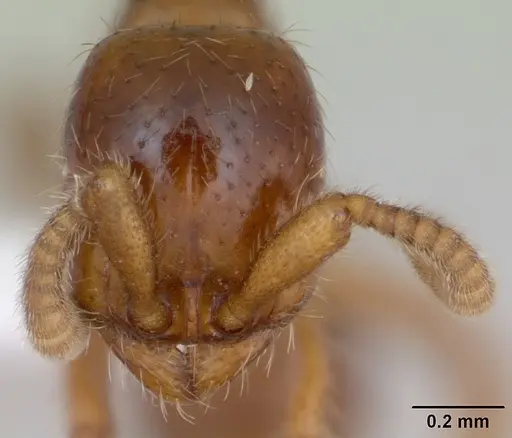 Labidus coecus - CASENT0173595