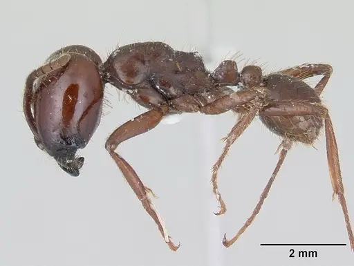 Labidus coecus - CASENT0178609