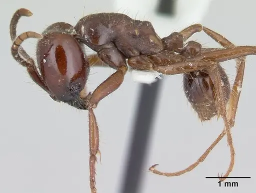 Labidus coecus - CASENT0178610