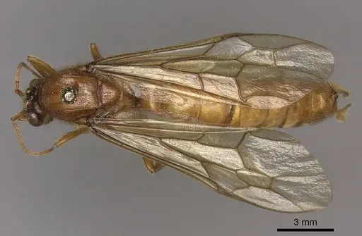 Labidus coecus - CASENT0248146