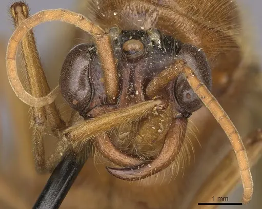 Labidus coecus - CASENT0248146