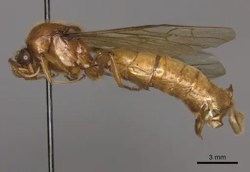 Labidus coecus - CASENT0248146