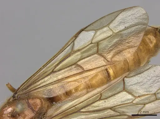 Labidus coecus - CASENT0248146