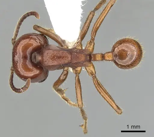 Labidus coecus - CASENT0249465