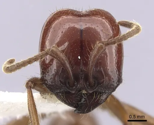 Labidus coecus - CASENT0249465