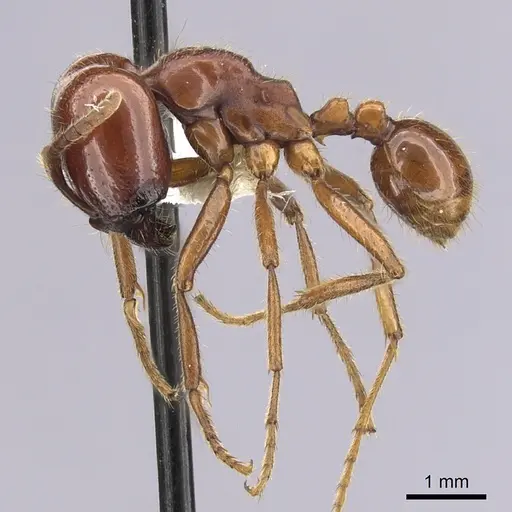 Labidus coecus - CASENT0249465