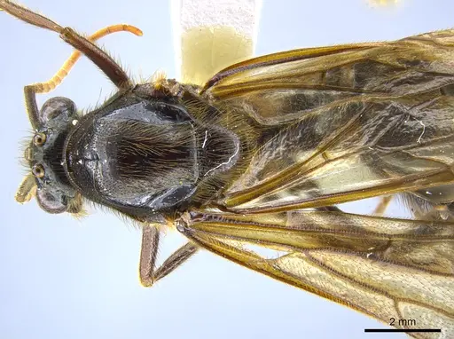 Labidus coecus - CASENT0642947