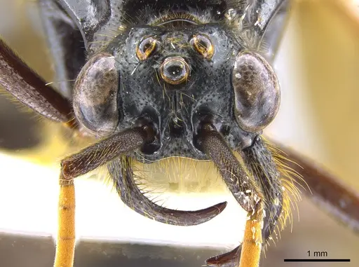 Labidus coecus - CASENT0642947