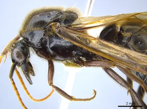 Labidus coecus - CASENT0642947