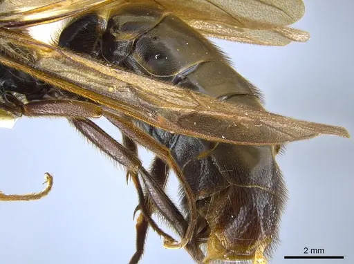 Labidus coecus - CASENT0642947