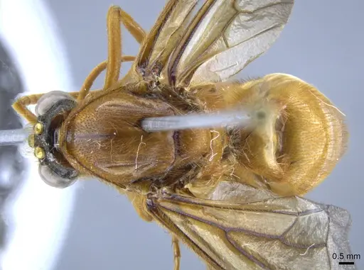 Labidus coecus - CASENT0650512