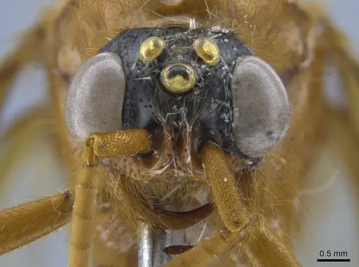 Labidus coecus - CASENT0650512