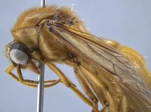 Labidus coecus - CASENT0650512