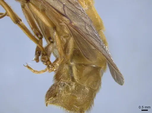 Labidus coecus - CASENT0650512