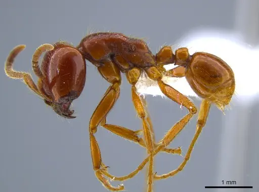 Labidus coecus - CASENT0651448