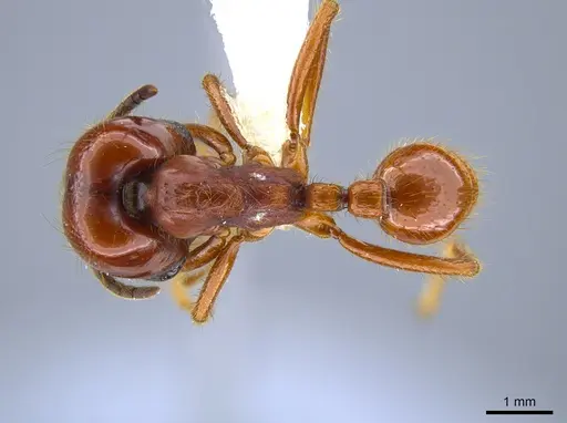 Labidus coecus - CASENT0651450