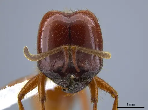 Labidus coecus - CASENT0651450