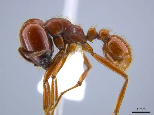 Labidus coecus - CASENT0651450