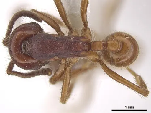 Labidus coecus - CASENT0653554