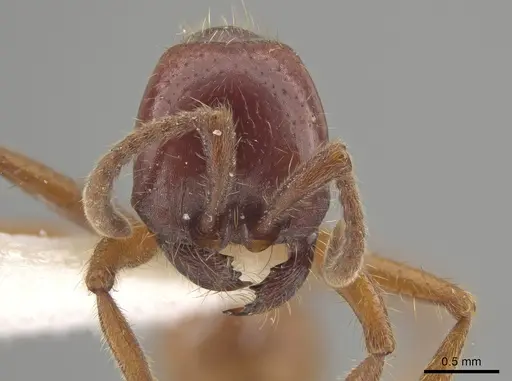 Labidus coecus - CASENT0653554