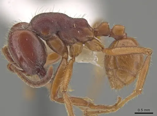 Labidus coecus - CASENT0653554