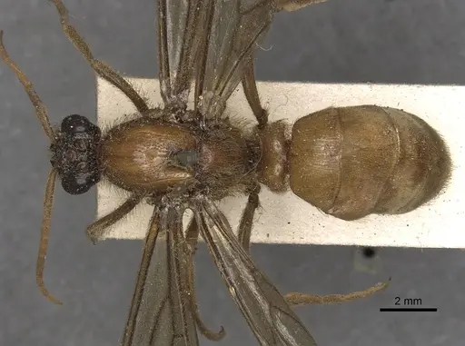 Labidus coecus - CASENT0901957