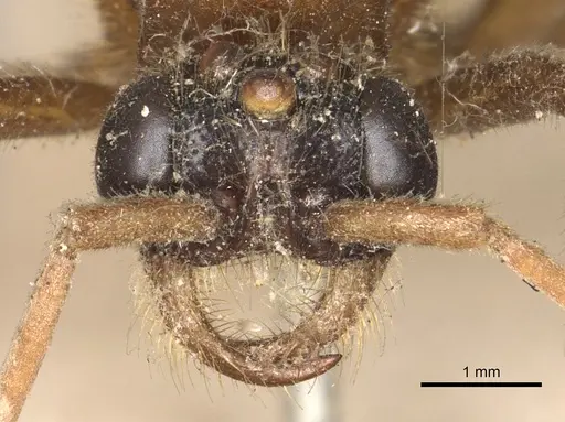 Labidus coecus - CASENT0901957