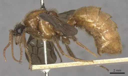 Labidus coecus - CASENT0901957