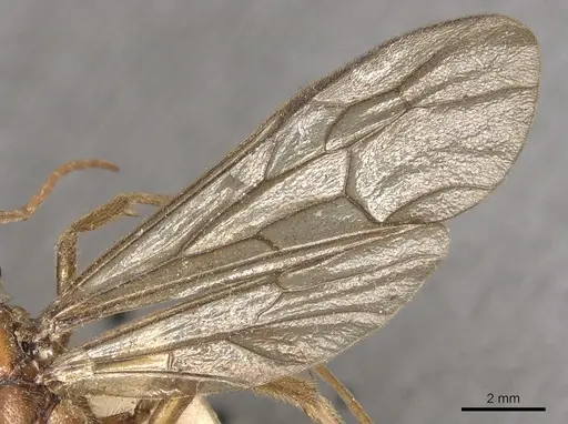 Labidus coecus - CASENT0901957